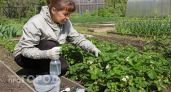 Перестал жечь листья борной кислотой: 3 простых правила подкормки клубники для рекордного урожая ягод