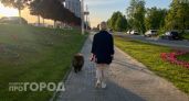 Что делать нижегородцам, если укусила чужая собака