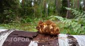 6 человек отравились грибами в Нижегородской области