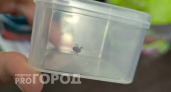 Почему в СССР не было нашествия клещей, а сейчас они повсюду: реальные причины их взрывного роста в России