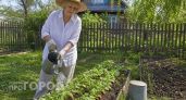 5 ложек на ведро — редис попрет словно на дрожжах: вырастет крупным и сочным