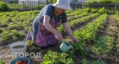Всего один майский полив этой смесью: клубника будет усыпана крупными и сахарными ягодами вплоть до заморозков