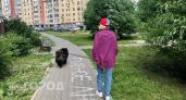 Бастрыкин взял под контроль дело о разбитой дороге в Нижегородской области