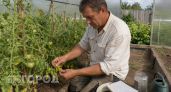 Нижние листья томатов желтеют и сохнут: как я спас урожай за неделю без грамма магазинной химии