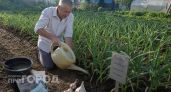 Поливаю чеснок этим раствором в июне: головки наливаются до размеров кулака и прибавка урожая радует всех