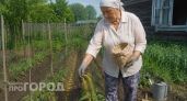 Не зола и не перегной: один пакет на грядку решает сразу три проблемы с почвой
