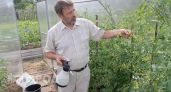 Три года губил томаты борной кислотой: как я научился опрыскивать кусты без потери завязей и пустоцветов