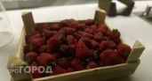 Как правильно выбирать сочную и вкусную клубнику: всего два признака 
