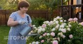 Розы съедены бронзовкой: мой проверенный способ защиты цветов от прожорливых жуков всего за один подход