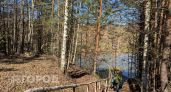 Жителям Нижегородской области рекомендуют держаться от лесов подальше
