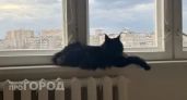 Почему кошки внезапно уходят из дома и не возвращаются: ветеринары бьют тревогу и просят не игнорировать эти сигналы