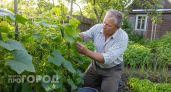 Мои огурцы почти погибли в июле: одна простая добавка под корень спасла урожай и исправила ошибки 8 лет