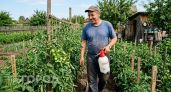 Опрыскиваю томаты раствором за 28 рублей в период цветения: кусты усыпаны завязью так, что ветки гнутся к земле