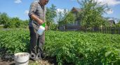 Забыл про колорадского жука на весь сезон: простое средство за 50 рублей работает лучше любой химии из магазина