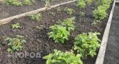Посыпала грядки корицей и забыла про тлю, белокрылку и паутинного клеща