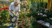 Сыплю под розы копеечный порошок из аптеки: кусты стоят в бутонах без перерыва до глубокой осени