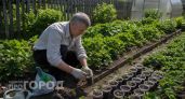 Превращаю июньские усы в мощную рассаду за два месяца: 3 способа укоренения от простого к профессиональному