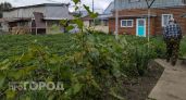 Сорняки мигом завянут: развожу 1 стакан на ведро и поливаю вечером — утром огород уже чист