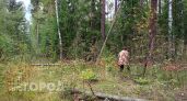 В нижегородских лесах объявлена пожарная опасность: часть территорий закрыта для посещения
