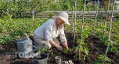 Соседи приходят просить рассаду: я нашла способ собирать огурцы ведрами с каждого куста до самых заморозков