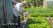 Больше никакой тли и муравьев: забытый порошок из аптеки выкашивает всю колонию целиком