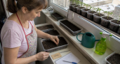 Проращиваю семена перца особым способом — получаю 100% всхожести: всего 5 шагов, а рассада крепкая, как на подбор
