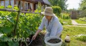 Полейте огурцы этим простым раствором в июле: урожай увеличится вдвое и плоды будут завязываться до заморозков