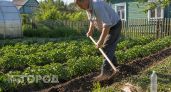 Один раз пропустил окучивание картофеля и лишился части урожая: теперь следую трем правилам для крупных клубней