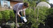 Кладу одну горсть в лунку при посадке томатов: плоды вырастают приторно сладкими и мясистыми до самой осени