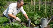 Кабачки перестали гнить и давать пустоцветы: один полив в конце июля спас весь урожай до самой осени