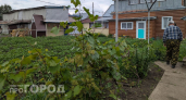 Забудьте про изнурительную прополку: достаточно одного стакана раствора на ведро воды чтобы огород стал чистым