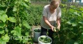 Собираю урожай ведрами с двух кустов: этот сорт огурцов обошёл кураж и герман - отзывы садоводов