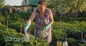 Колорадский жук уйдет с картошки навсегда: один простой раствор из аптеки заменит дорогую химию в огороде