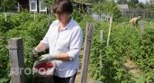 Полено для малины: кусты не разрастаются по участку, а ягоды собираю ведрами