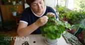 Пышный куст герани формируется очень легко - показываю самые важные правила 