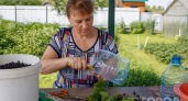 Делаю из бутылки пластиковый "рукав": любые ягоды на даче собираю за 20 минут - ни одна мимо не упадет