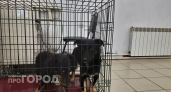В Кстовском районе из-за бешенства запретили выставки животных