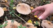 Родственник рыжика - плотный, сладкий и мясистый: грибники его не собирают, а зря