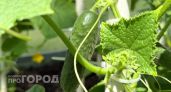 Соседи спрашивали, зачем я поливаю огурцы содой, пока сами не увидели эффект: хрустящий урожай собираю ведрами