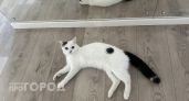 Почему кошки внезапно уходят из дома и не возвращаются: ветеринары бьют тревогу и просят не игнорировать эти сигналы