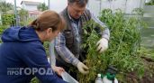 Томаты начали сохнуть от кладоспориоза: один простой аптечный раствор вернул листья к жизни за шесть дней