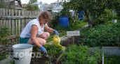 Никакой соды и марганцовки: чем я поливаю морковь, чтобы она выросла крупной и без морковной мухи