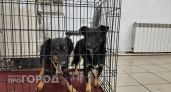 Два очага бешенства выявили в Нижегородской области: там запретили охоту и ярмарки