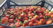 Освоила простой способ заморозки ягод: даже через несколько месяцев вкус как у свежесобранных