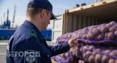 Десятки тысяч тонн нижегородского картофеля отправились в Казахстан и Узбекистан