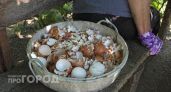 Яичная скорлупа - сокровище для сада: спасет розы и грядки с чесноком 