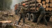 Гендиректору предприятия в Дзержинске вынесли приговор за незаконную рубку 57 деревьев 