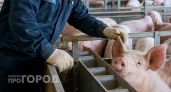 Африканская чума свиней добралась до Ковернинского района 