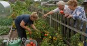Собираю кулачные томаты с кустов по колено: назвал 5 сортов для рекордного урожая на маленькой грядке