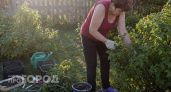 Пять простых манипуляций со смородиной после сбора ягод: обеспечьте себе рекордный урожай в новом сезоне